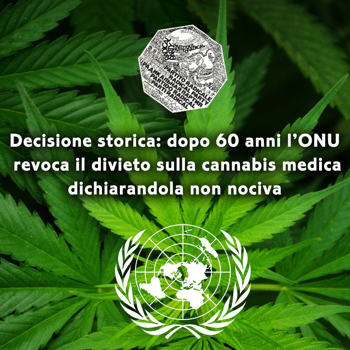 CANNABIS/ONU – PARTITO RADICALE : L’ONU CI HA MESSO 60 ANNI PER DICHIARARLA NON NOCIVA.