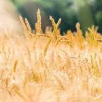 UN: Specialised Agencies meet to address ‘critical’ state of global food crisis